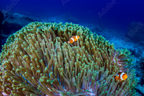A pair of Clownfish in their home anemone on a tropical coral reef