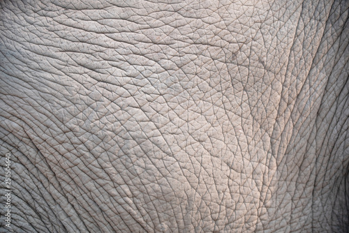 close up skin texture of elephant