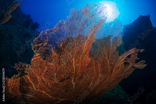 Large delicate seafans on a tropical coral reef