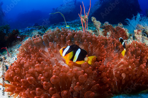 Banded Clownfish on a beautiful red anemone on a tropical coral reef Fototapete