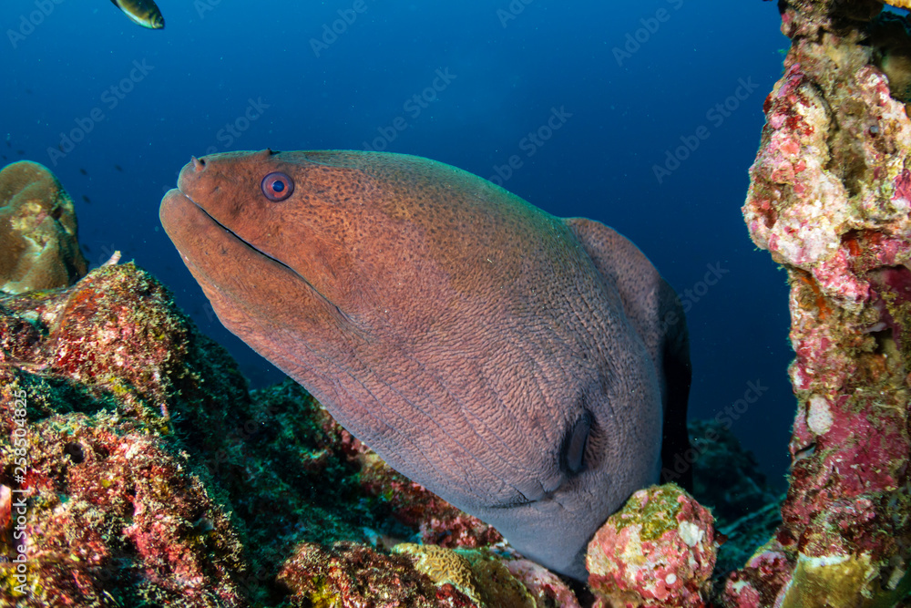 Giant Moray Eel hidden in a hole in a tropical coral reef Stock Photo