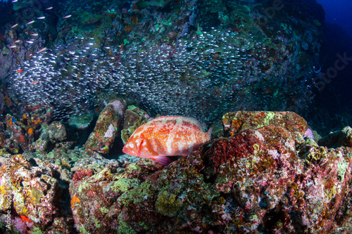 Wallpaper Mural Coral Grouper on a tropical coral reef Torontodigital.ca