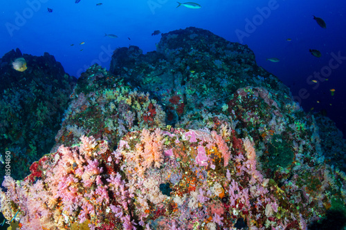 A colorful tropical coral reef in the Andaman Sea