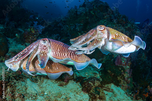 Mating Cuttlefish on a tropical coral reef at sunrise (Richelieu Rock) © whitcomberd