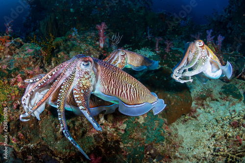 Mating Cuttlefish on a tropical coral reef at sunrise (Richelieu Rock) © whitcomberd
