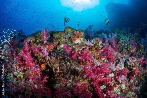 Fototapeta Naklejka Na Ścianę i Meble -  Beautiful soft corals on a tropical coral reef (Richelieu Rock, Thailand)