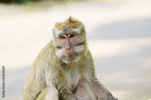  the face of Macaca fascicularis  long-tailed macaques  or monkeys in the wild