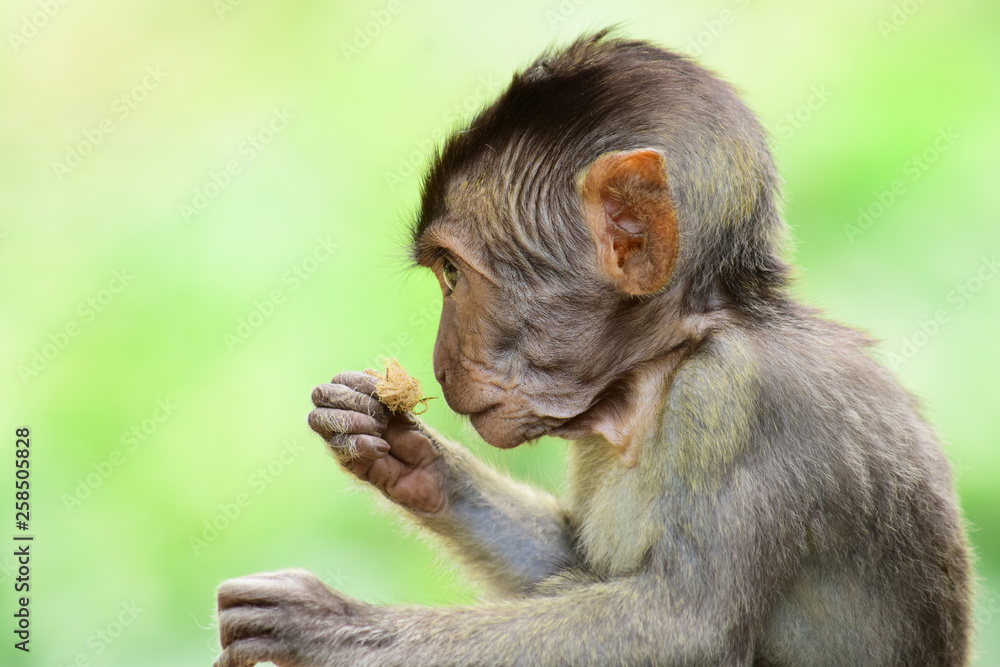 babies Macaca fascicularis (long-tailed macaques) or monkeys in the wild babies Macaca fascicularis (long-tailed macaques) or monkeys in the wild