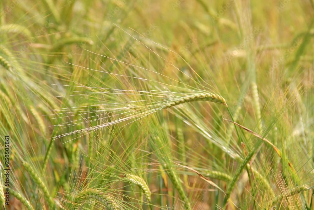 Fototapeta premium Large field of fresh wheat in countryside