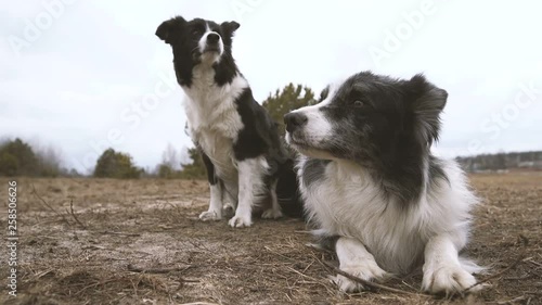 Two shaggy black and white dogs looking aside and lying in a rough field in autumn
