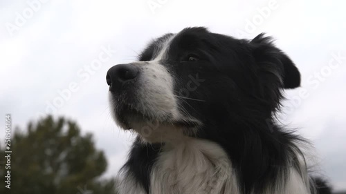Chunky black and white dog sitting and looking up in a rough field in autumn