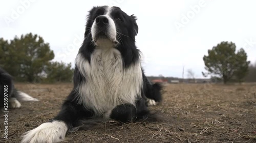 Shaggy black and white dog lying and relaxing in a large field in autumn