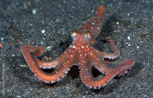 Incredible Underwater World - Starry night octopus - Callistoctopus luteus. Diving and underwater photography. Tulamben  Bali  Indonesia.