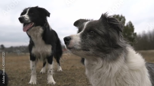 Two hunting black and white dogs looking attentively in a field in autumn