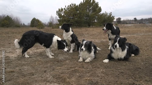 Pack of black and white dogs lying and relaxing in a rough field in autumn