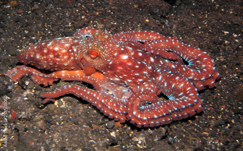 Incredible Underwater World - Starry night octopus - Callistoctopus luteus. Diving and underwater photography. Tulamben  Bali  Indonesia.