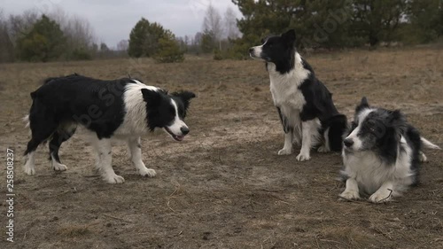 Three chummy black and white dogs lying and relaxing on a rough lawn in autumn