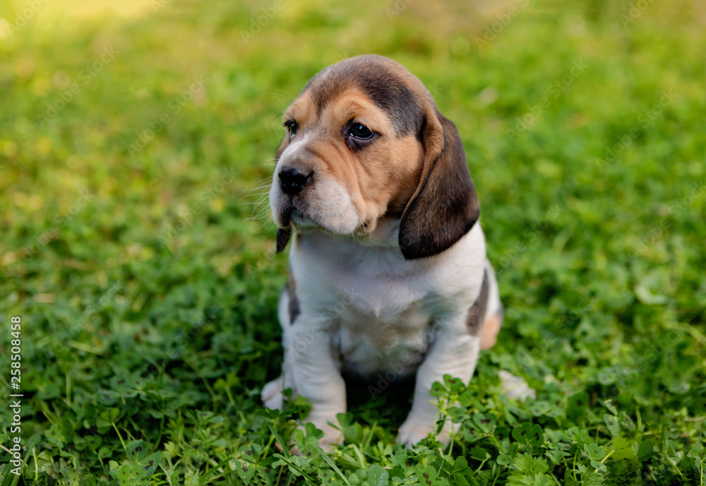 Beautiful beagle puppy on the green grass