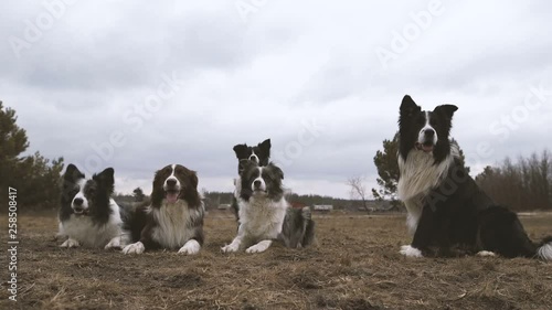 Five shaggy black and white dogs lying and relaxing in a rusty field in autumn