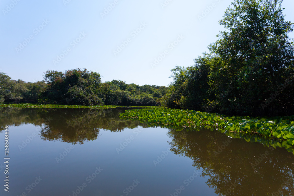 Panorama from Pantanal, Brazilian wetland region. Panorama from Pantanal, Brazilian wetland region.