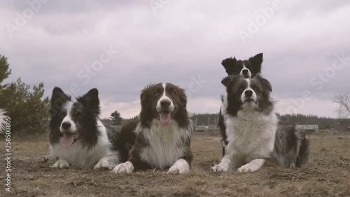 Five hunting black and white dogs lying and waiting for a command in autumn