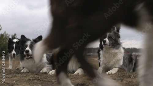 Pack of hunting black and white dogs lying and expecting a command in autumn