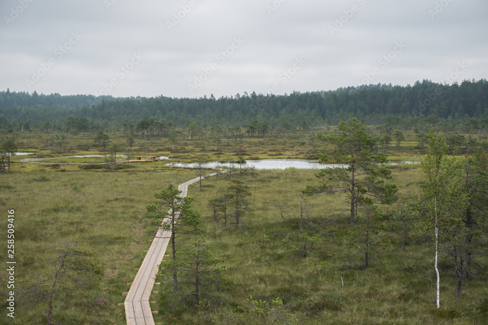 Obraz premium Path to a bog lake