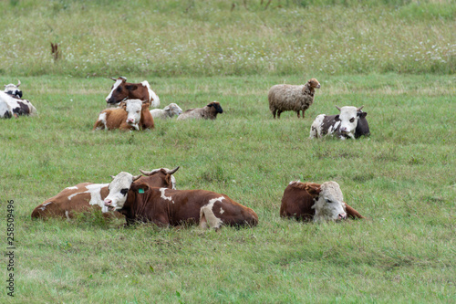 Grazing cows and sheep