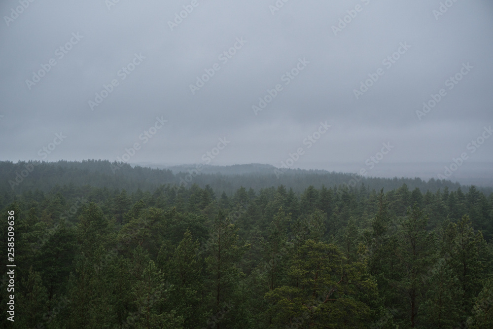 View of a pine forest