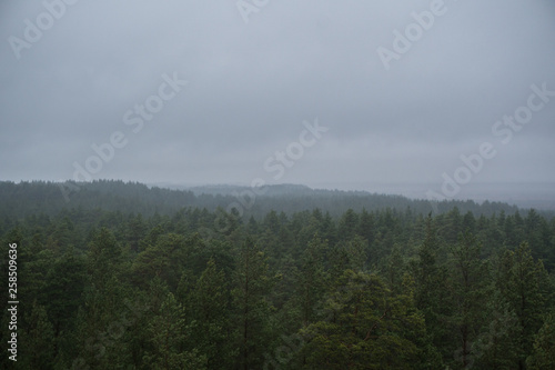 View of a pine forest
