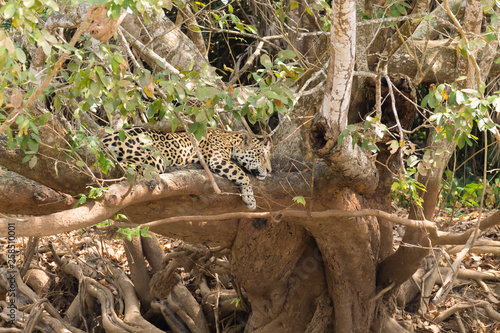 Jaguar from Pantanal  Brazil