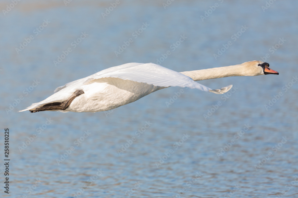 portrait white mute swan (cygnus olor) in flight, blue water portrait white mute swan (cygnus olor) in flight, blue water