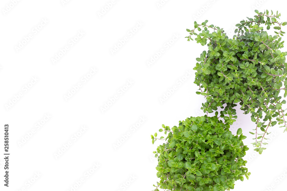 Fresh green spices isolated on white background, top view. Fresh green spices isolated on white background, top view.