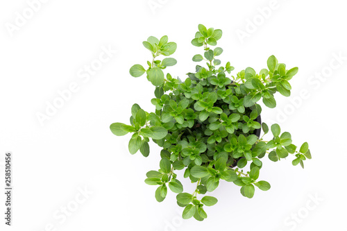 Fresh green spices isolated on white background, top view.