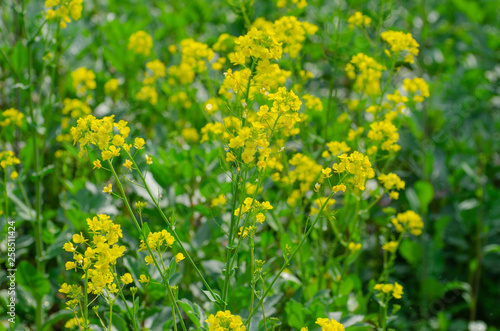 Rapeseed Flowers in the Field in Spring