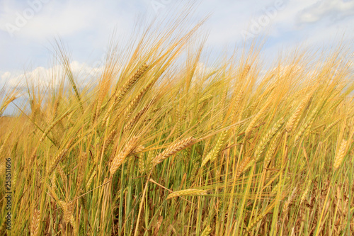 Large field of fresh wheat and sky in countryside