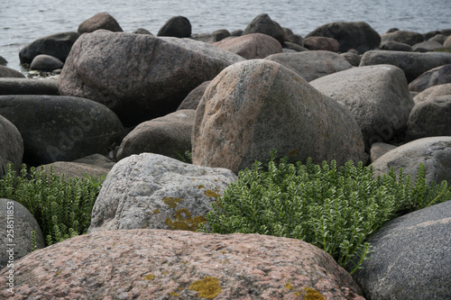 Plants between rocks at seaside