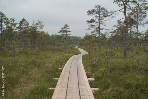 Wooden bog path