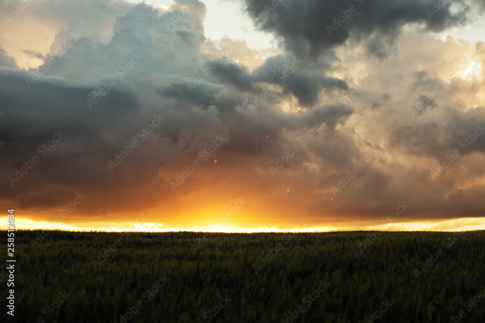 Fototapeta premium looks like fire