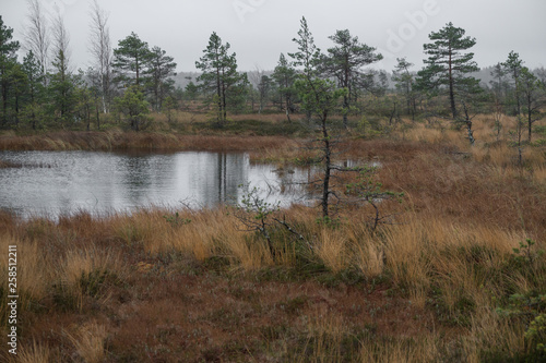 Bog lake
