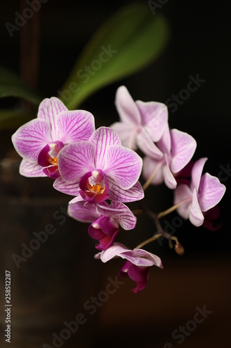 Orchid  ceae