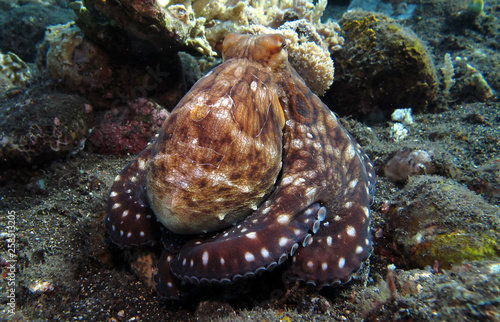 Incredible Underwater World - Octopus cyanea - Day octopus (blue octopus). Diving and underwater photography. Tulamben, Bali, Indonesia. © diveivanov