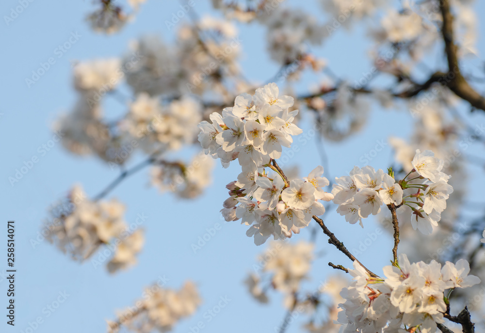 Pear Blossoms in Spring