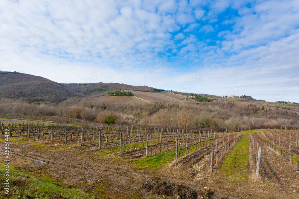 Naklejka premium Rows of vineyards from Tuscany hills