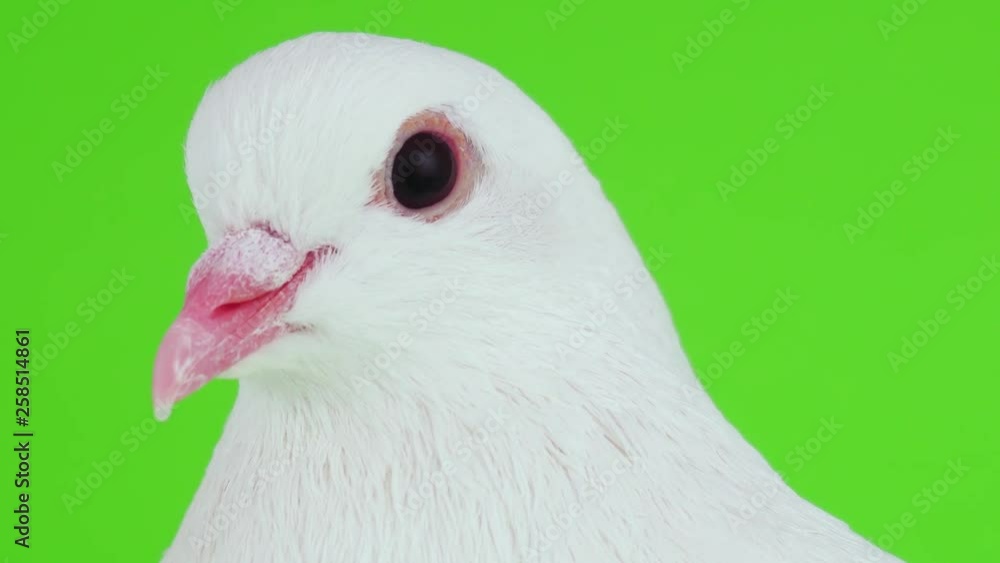 Dove bird white on green screen Dove bird white on green screen