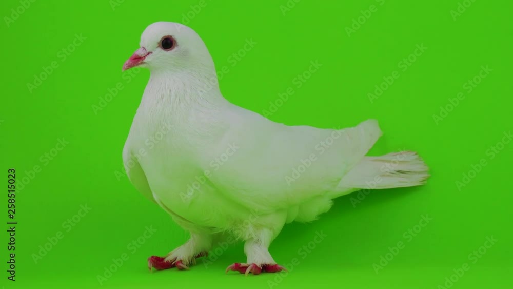 Dove bird white on green screen Dove bird white on green screen