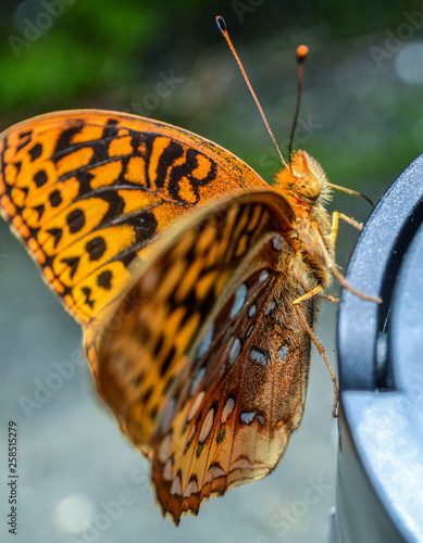 Foto Butterflies and dragonflies