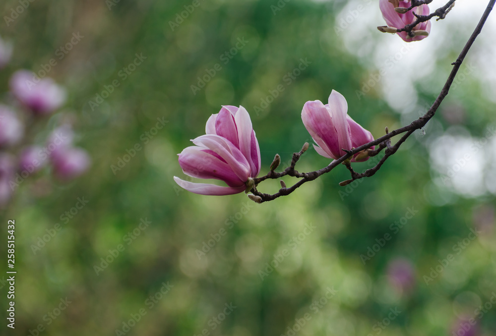 Magnolia blooming in spring Magnolia blooming in spring
