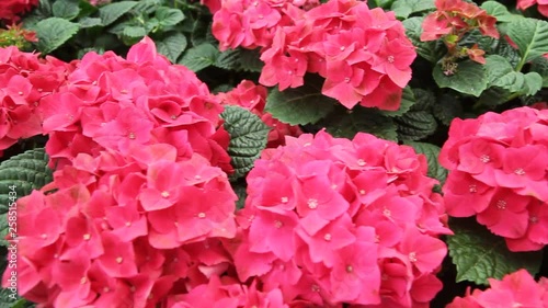 Hydrangeas for sale.