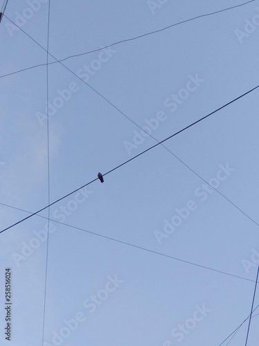 bird on wire